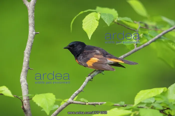 : American Redstart male, Setophaga ruticilla. In Spring forag : American Redstart male, Setophaga ruticilla. In Spring forag