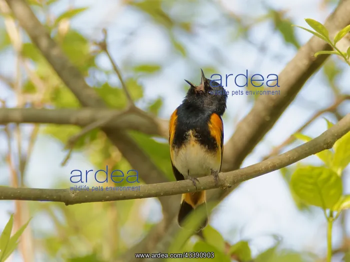 : American Redstart - male singing Setophaga ruticilla : American Redstart - male singing Setophaga ruticilla