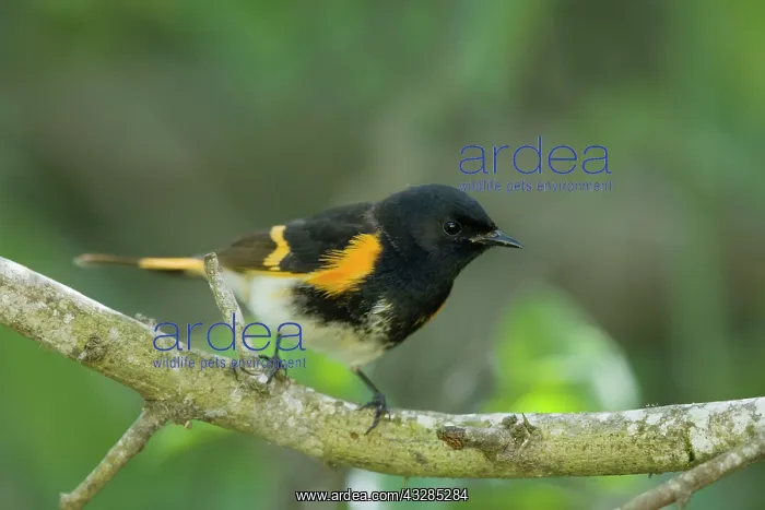 : American Redstart - male on Spring migration : American Redstart - male on Spring migration