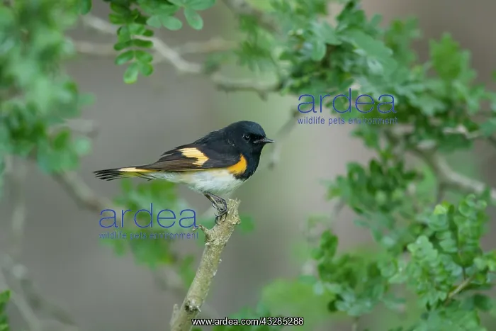 : American Redstart - male on Spring migration : American Redstart - male on Spring migration