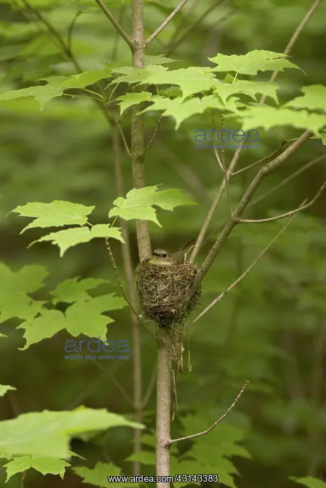 : American Redstart on Nest : American Redstart on Nest