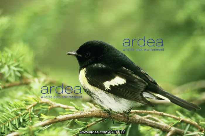 : American Redstart (Setophaga ruticilla) : American Redstart (Setophaga ruticilla)