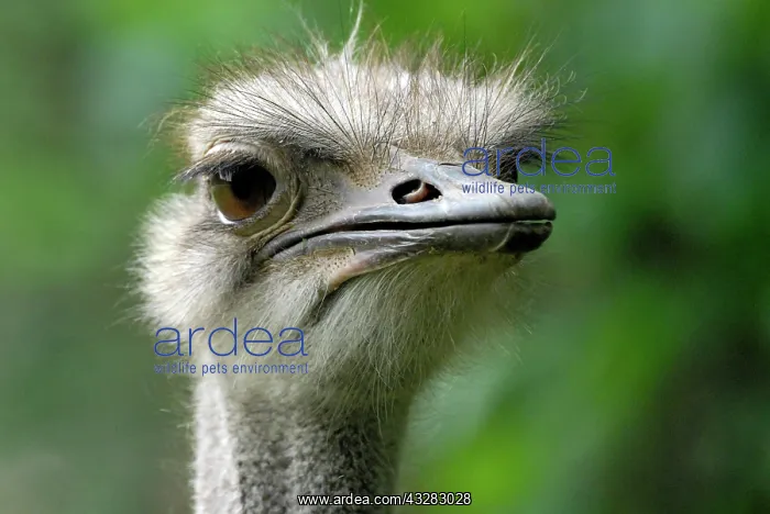 : American Rhea (Rhea americana), portrait, zoo, Bavaria : American Rhea (Rhea americana), portrait, zoo, Bavaria