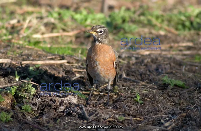 : American Robin - 1st winter, December : American Robin - 1st winter, December