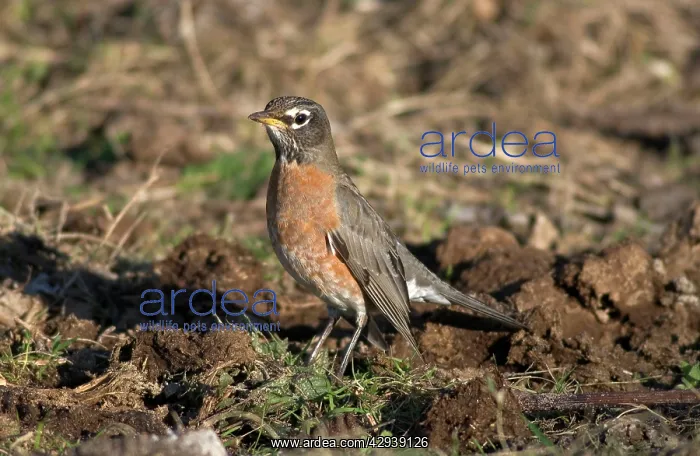  : American Robin - 1st winter, December