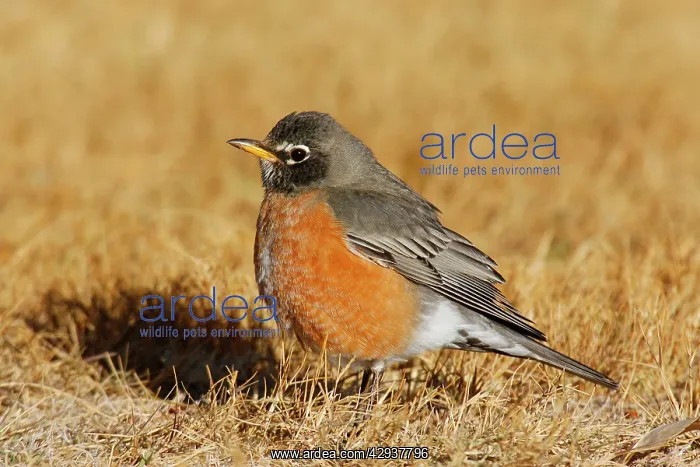  : American Robin