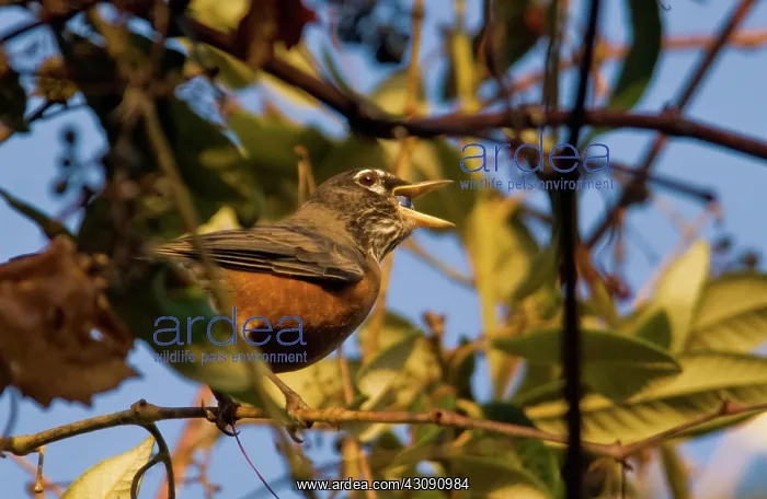 : American Robin : American Robin