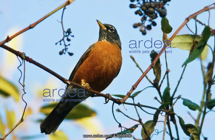 : American Robin : American Robin