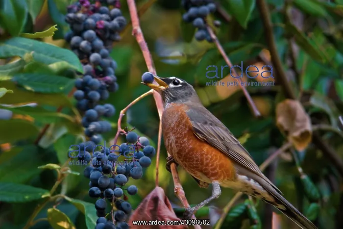 : American Robin : American Robin