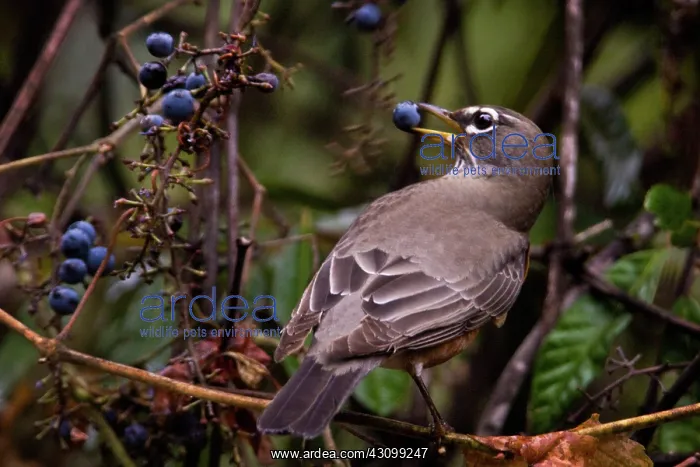 : American Robin : American Robin