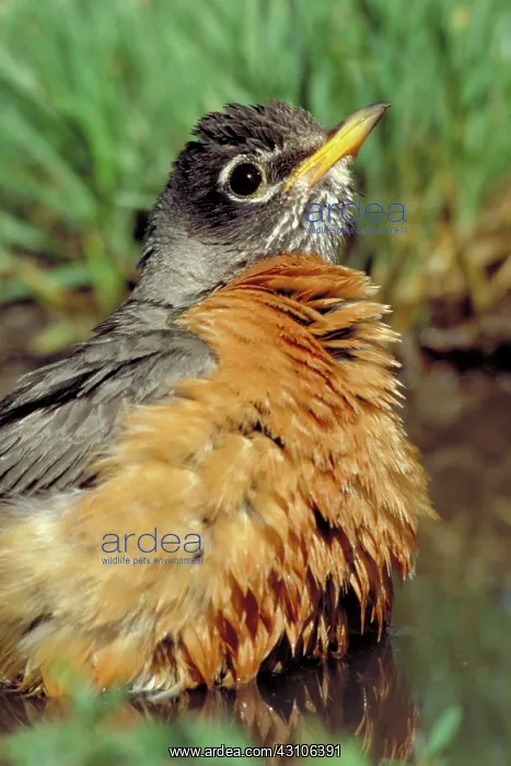 : American robin : American robin