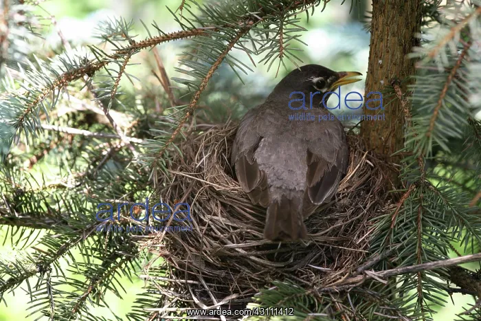 : American Robin : American Robin