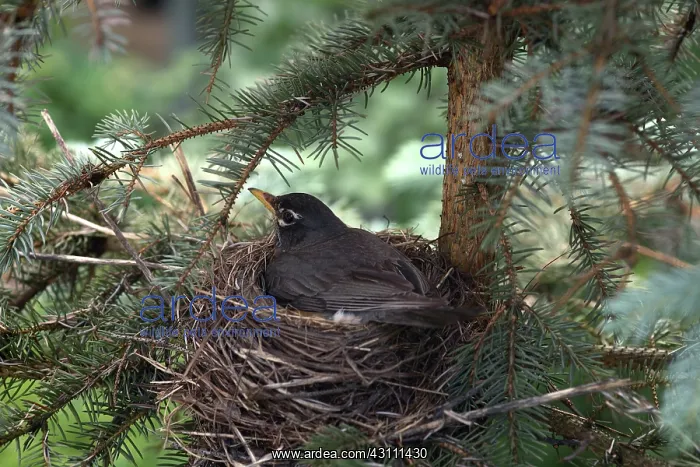 : American Robin : American Robin