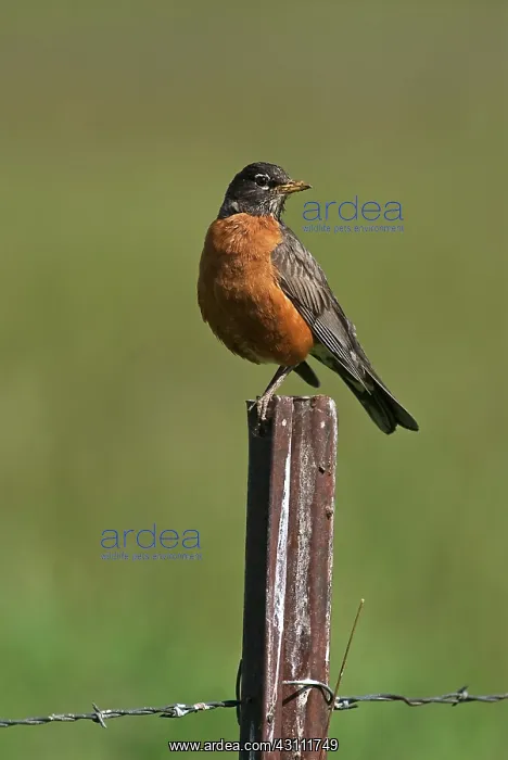  : American Robin