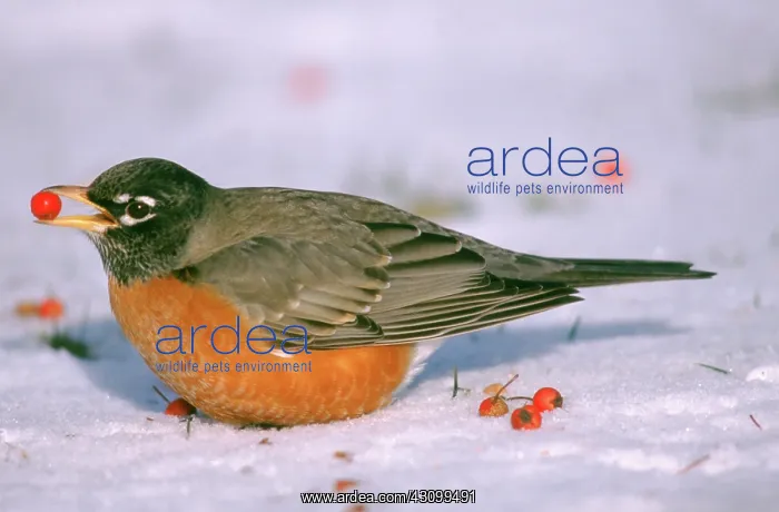: American Robin with berry in its beak : American Robin with berry in its beak