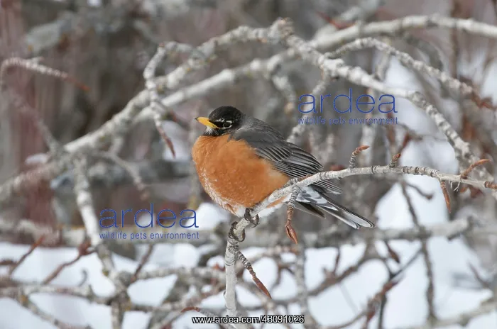 : American Robin in early Spring : American Robin in early Spring