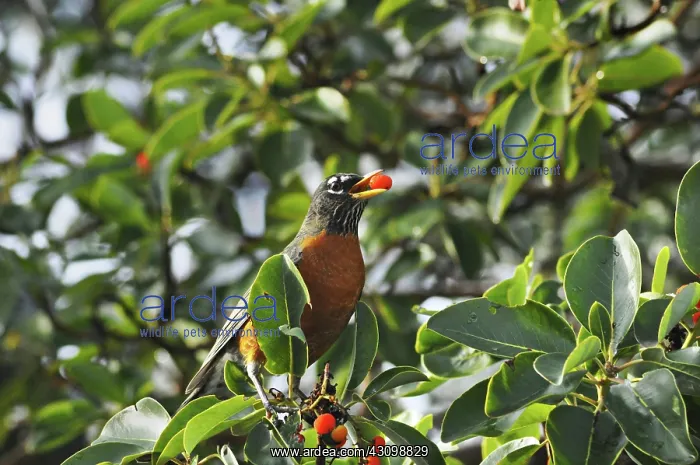 : American Robin Eating Berry : American Robin Eating Berry