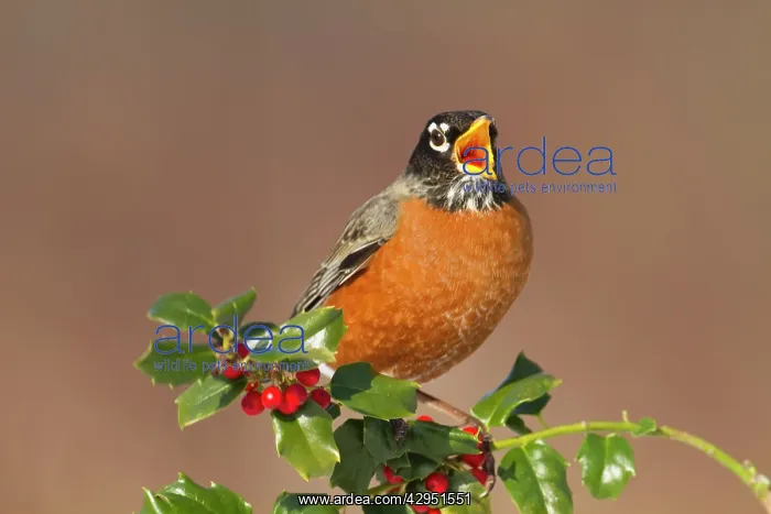 : American Robin - eating holly berries in winter : American Robin - eating holly berries in winter