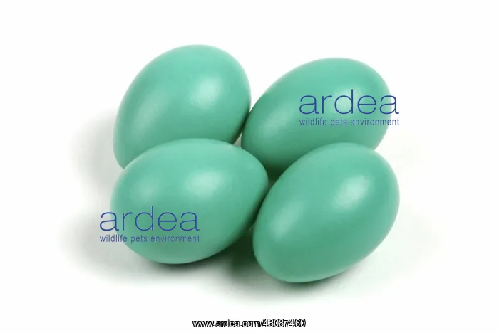 : American Robin Eggs : American Robin Eggs