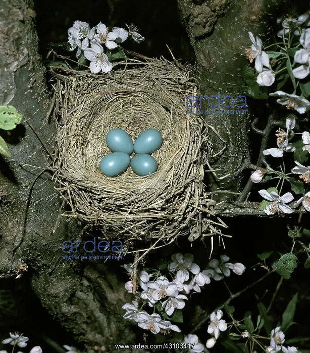 : American Robin eggs in nest : American Robin eggs in nest