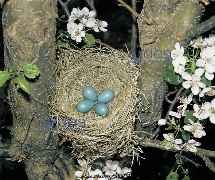: American Robin eggs in nest : American Robin eggs in nest