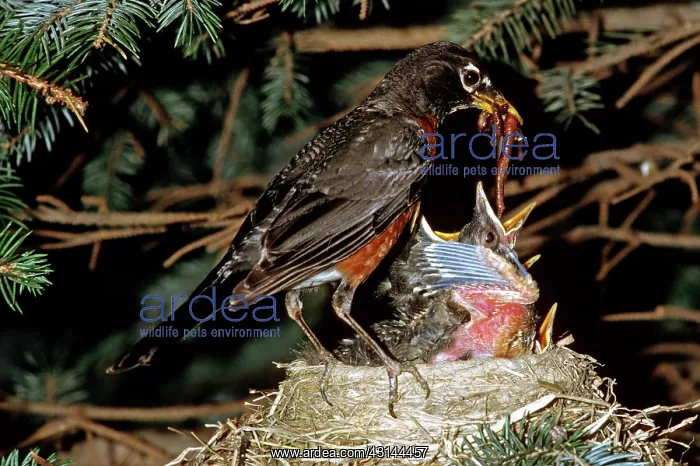 : American Robin Feeding Nestlings : American Robin Feeding Nestlings