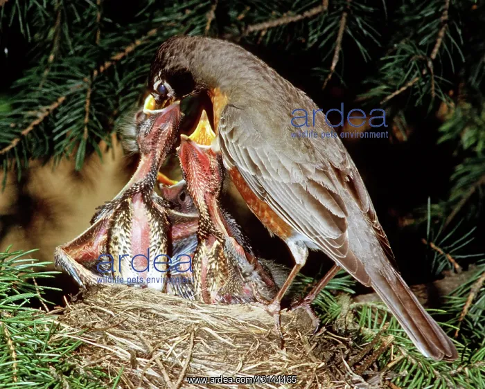 : American Robin Feeding Nestlings : American Robin Feeding Nestlings
