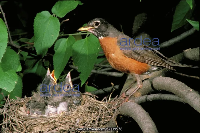 : American robin feeding its young : American robin feeding its young