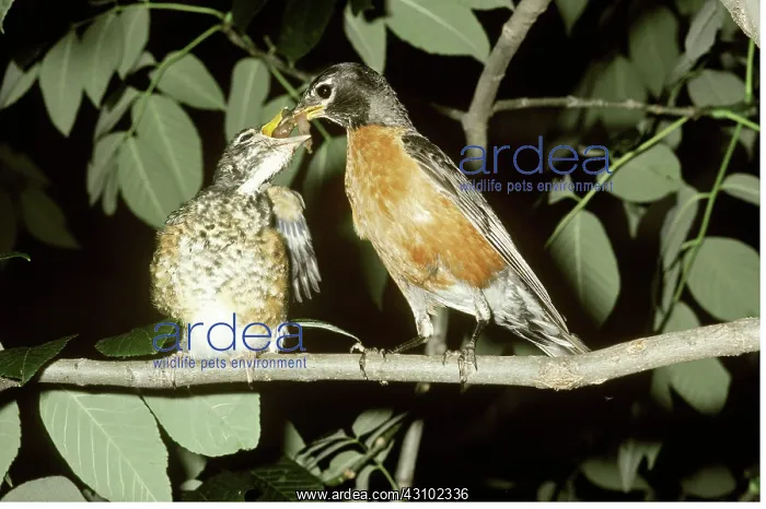 : American Robin feeding young : American Robin feeding young