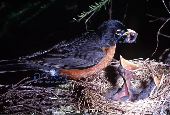 : AMERICAN ROBIN - feeding young at nest : AMERICAN ROBIN - feeding young at nest