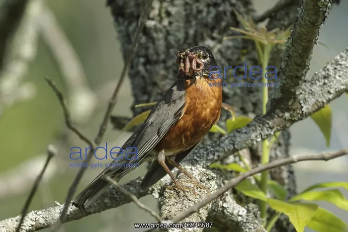  : American Robin with food for chicks