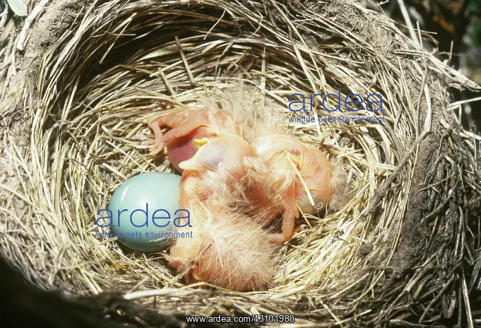 : American Robin hatchlings in nest : American Robin hatchlings in nest