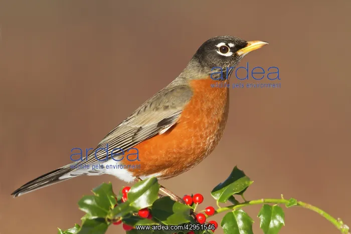: American Robin - with holly berries in winter : American Robin - with holly berries in winter