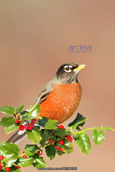 : American Robin - with holly berries in winter : American Robin - with holly berries in winter