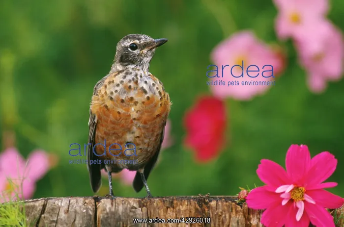 : American ROBIN - Juvenile in garden with Cosmos : American ROBIN - Juvenile in garden with Cosmos