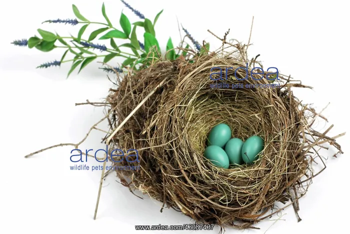 : American Robin Nest : American Robin Nest