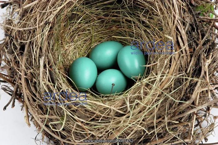 : American Robin Nest : American Robin Nest