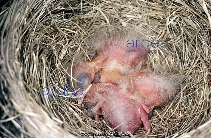 : American Robin nestlings : American Robin nestlings