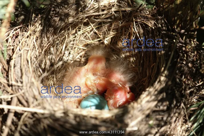 : American Robin Nestlings : American Robin Nestlings