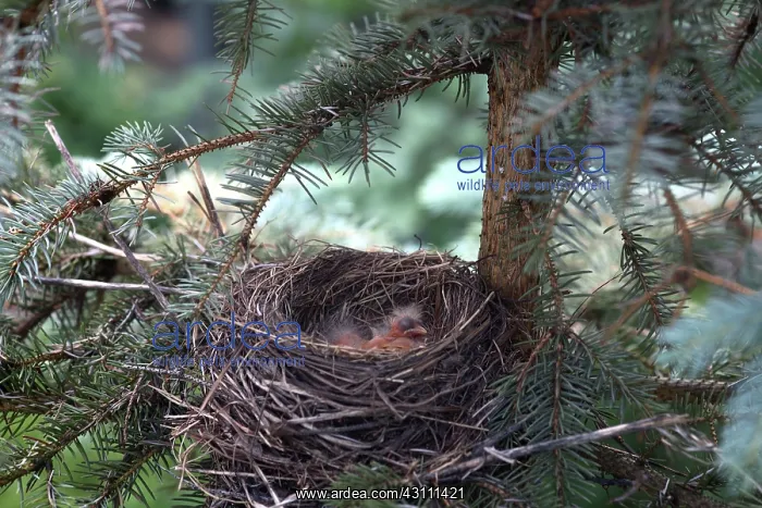 : American Robin Nestlings : American Robin Nestlings