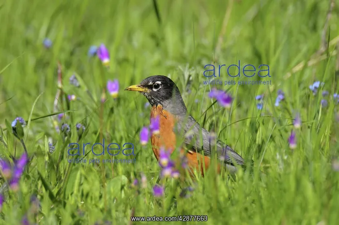 : American Robin / North American Robin - hunting : American Robin / North American Robin - hunting