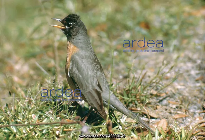 : American Robin Singing : American Robin Singing
