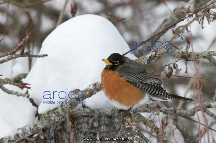 : American Robin in Snow : American Robin in Snow