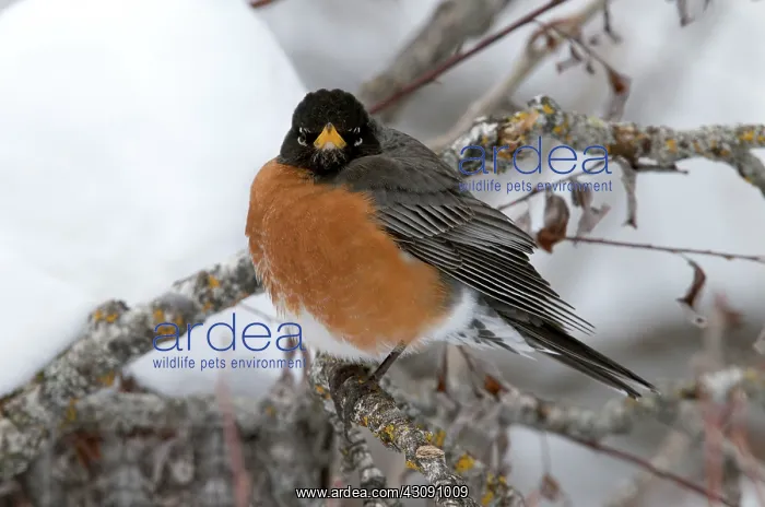 : American Robin in snow : American Robin in snow