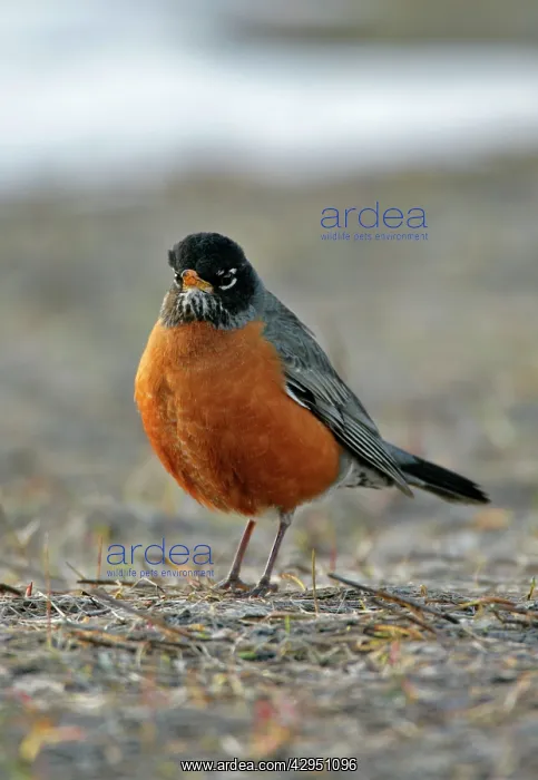 : American Robin in spring meadow with snow patches : American Robin in spring meadow with snow patches