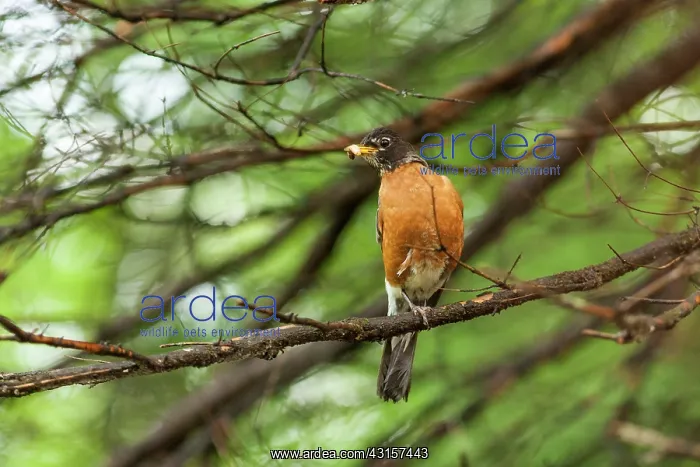  : American Robin in a tree with a worm in its beak