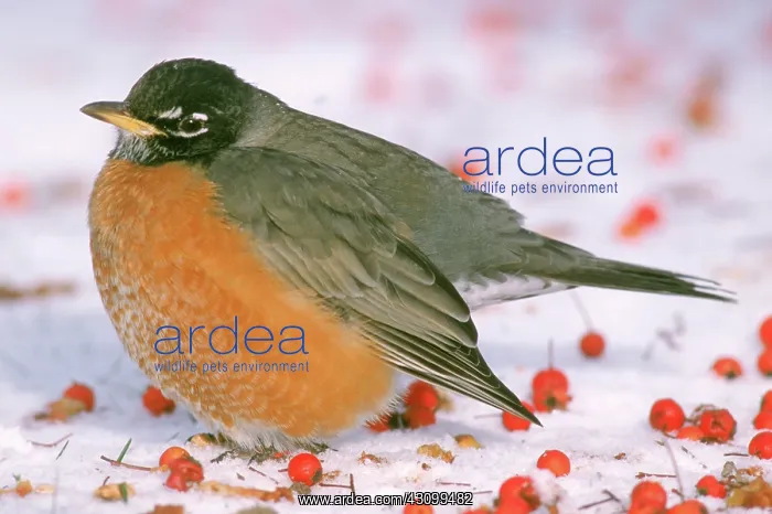 : American Robin (Turdus migratorius) : American Robin (Turdus migratorius)