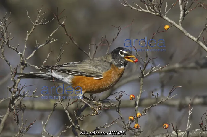 : American Robin (Turdus migratorius), Ohio, USA, North : American Robin (Turdus migratorius), Ohio, USA, North