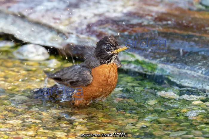 : American Robin (Turdus migratorius) bathing Marion : American Robin (Turdus migratorius) bathing Marion