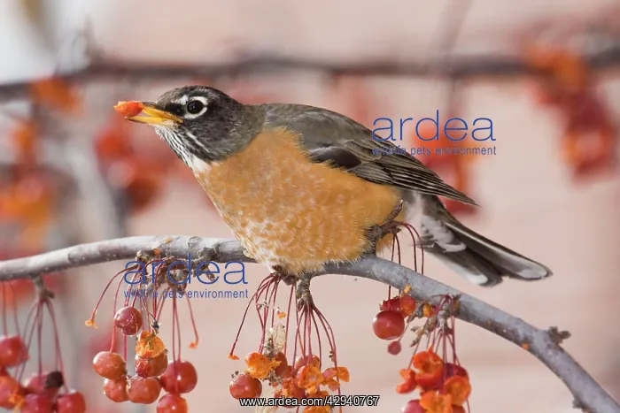: American Robin - in winter : American Robin - in winter